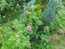 Полярное сияние rose photo