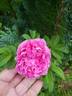 Полярное сияние rose photo