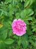 Полярное сияние rose photo
