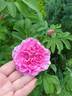 Полярное сияние rose photo