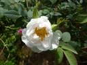 ADFED-5 rose photo