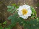 ADFED-5 rose photo