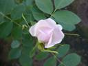 ADFED-2 rose photo