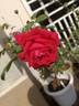 Wedding Celebration ™ rose photo