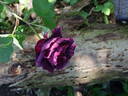Blue Boy rose photo