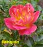 Cambridgeshire rose photo