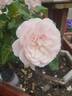 Our Beth rose photo