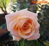 Peach Sunblaze rose photo