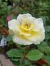 Simply Heaven rose photo