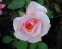 Geraldine Ferraro rose photo