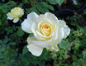 Glowing™ rose photo