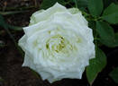 Green Romantica ® rose photo