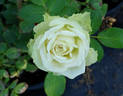 Green Romantica ® rose photo