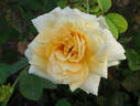 Henrietta Barnett rose photo