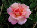Horace McFarland rose photo