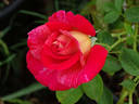Hypnotized rose photo