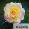Brian Stead rose photo