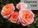 Charlotte Vieli rose photo