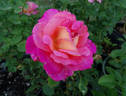 Summer Rainbow rose photo