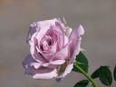 The Scotsman™ rose photo