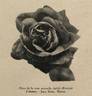 Jubilé-Masaryk rose photo
