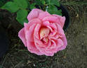 Lincoln Cathedral rose photo