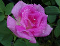 Margarete Fuchs rose photo