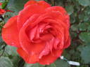 Garden Club rose photo