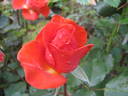 Garden Club rose photo