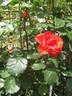 Garden Club rose photo