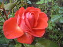Garden Club rose photo