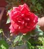 Ely Cathedral rose photo