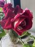 Bajazzo rose photo
