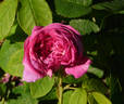 Belle Biblis rose photo