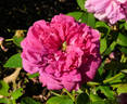 Belle Biblis rose photo