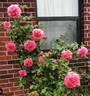 Zaide rose photo