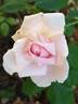 André Eve le jardinier des roses ® rose photo