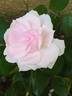 André Eve le jardinier des roses ® rose photo