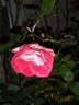 Anne Roumanoff rose photo