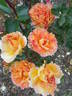 La Parisienne ™ rose photo