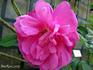 La Mélusine rose photo