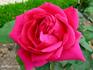 Louis Noisette rose photo