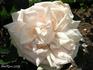 Madame Fortunée Besson rose photo