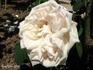 Madame Fortunée Besson rose photo