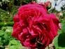 Belle Manon rose photo