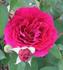 777 rose photo