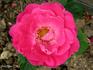 Commandeur Jules Gravereaux, Cl. rose photo