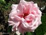 La France Victorieuse rose photo