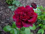 Blackstone rose photo