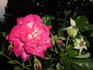Royal Flush rose photo